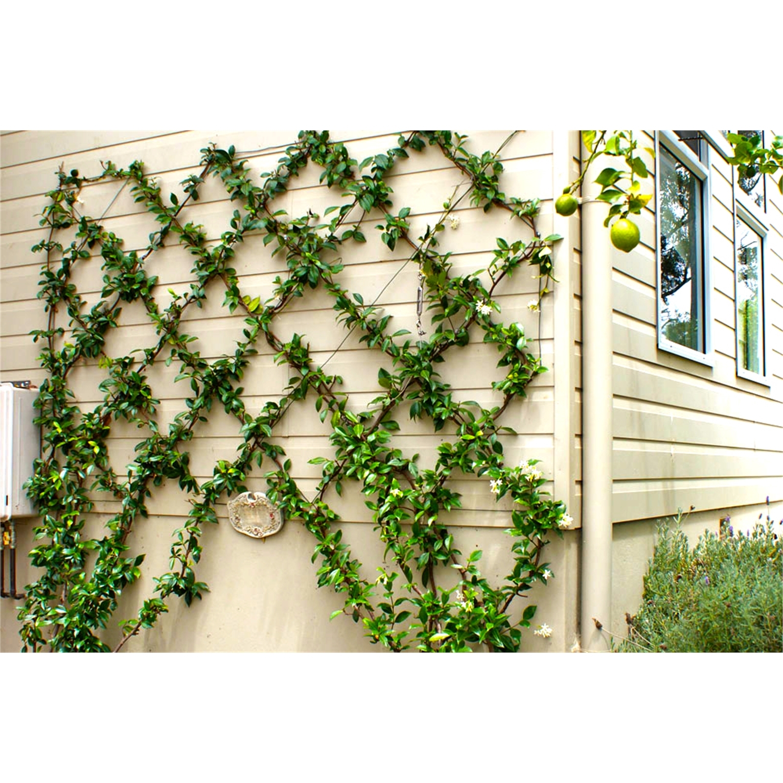 bunnings-6ab368eeb6e86