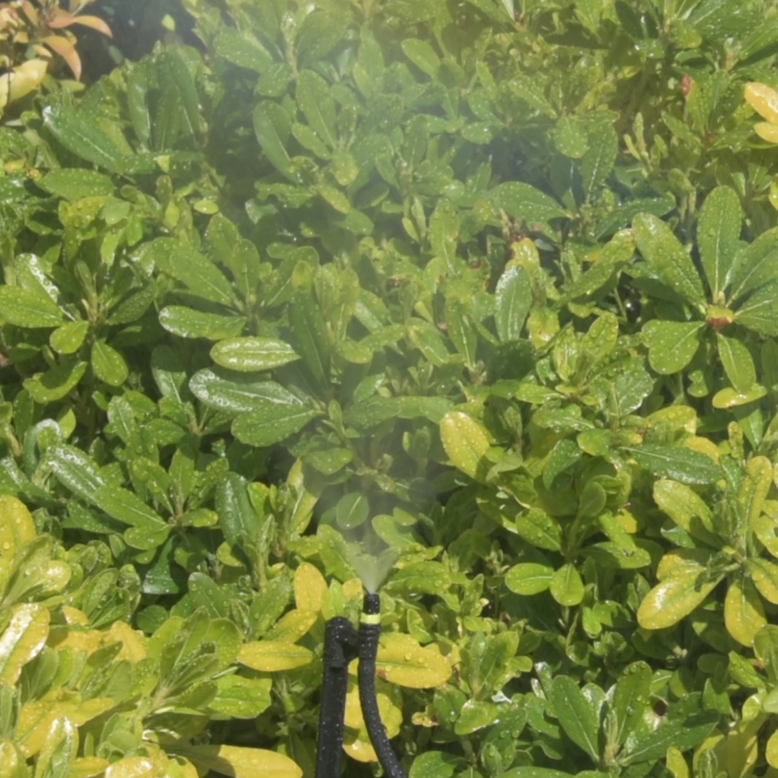 bunnings-6ab36f3a328bf