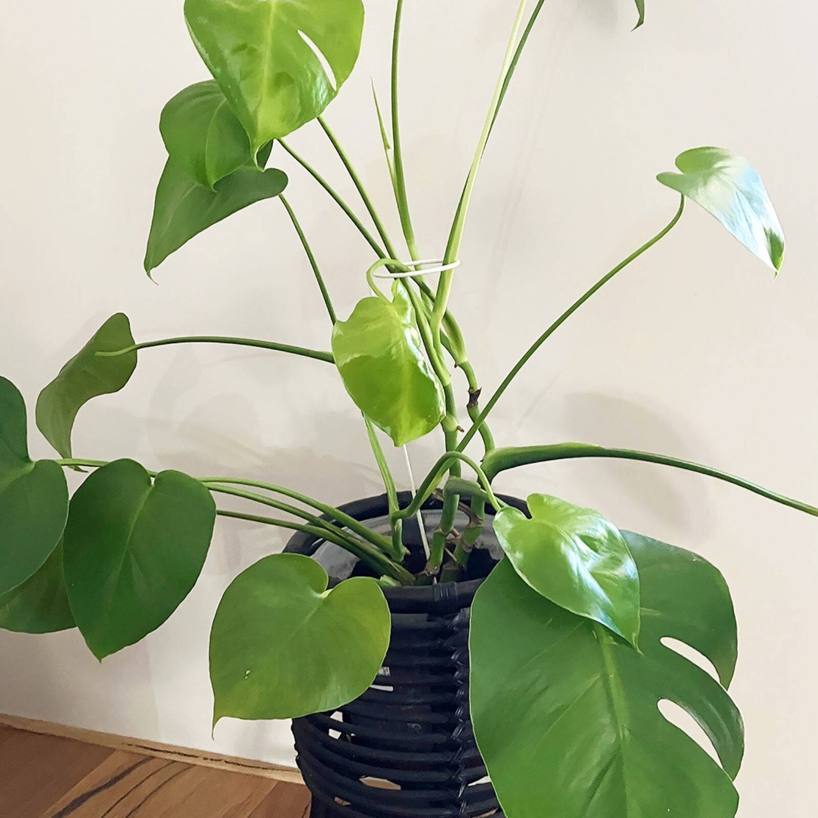 bunnings-6ab3b10603470