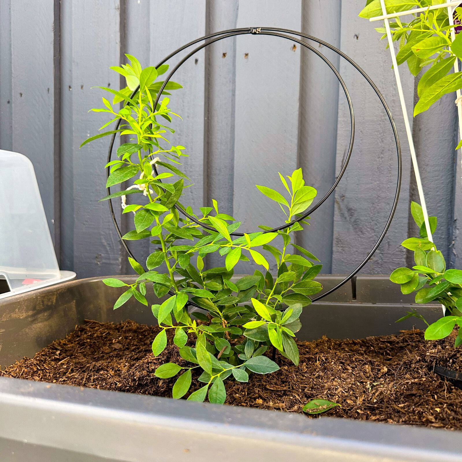 bunnings-6ab3b60ee1229