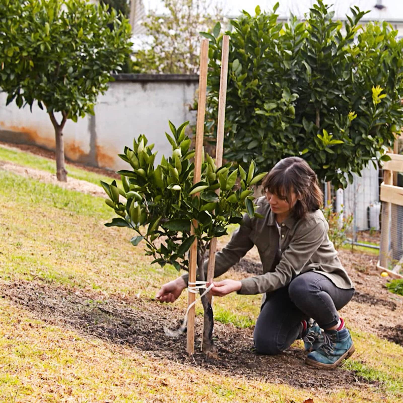 bunnings-6ab487e372a02