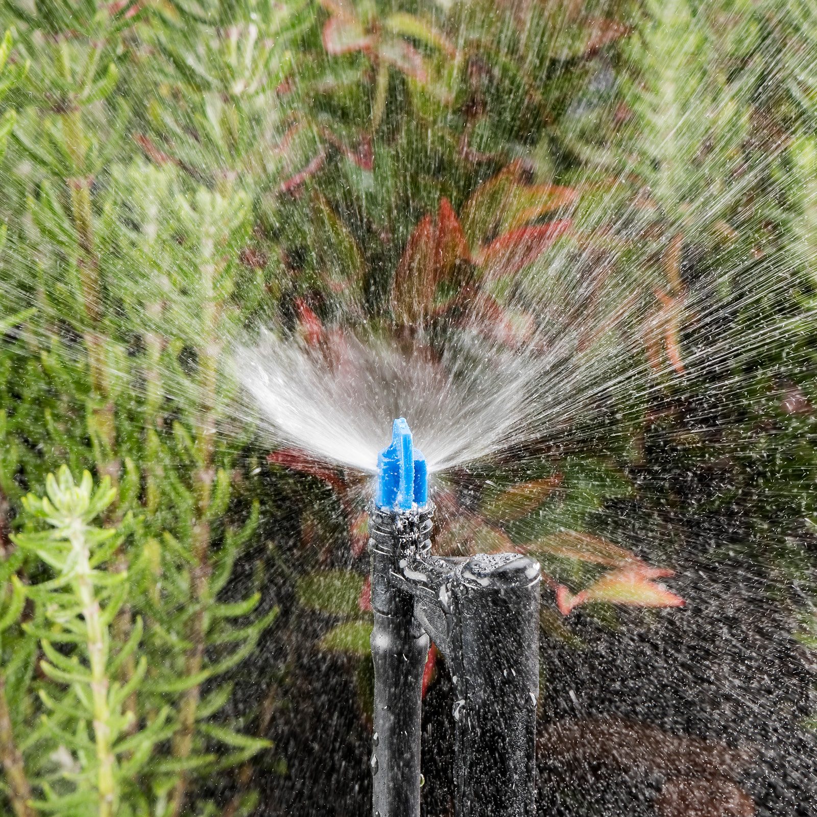 bunnings-6ab48981ed26a