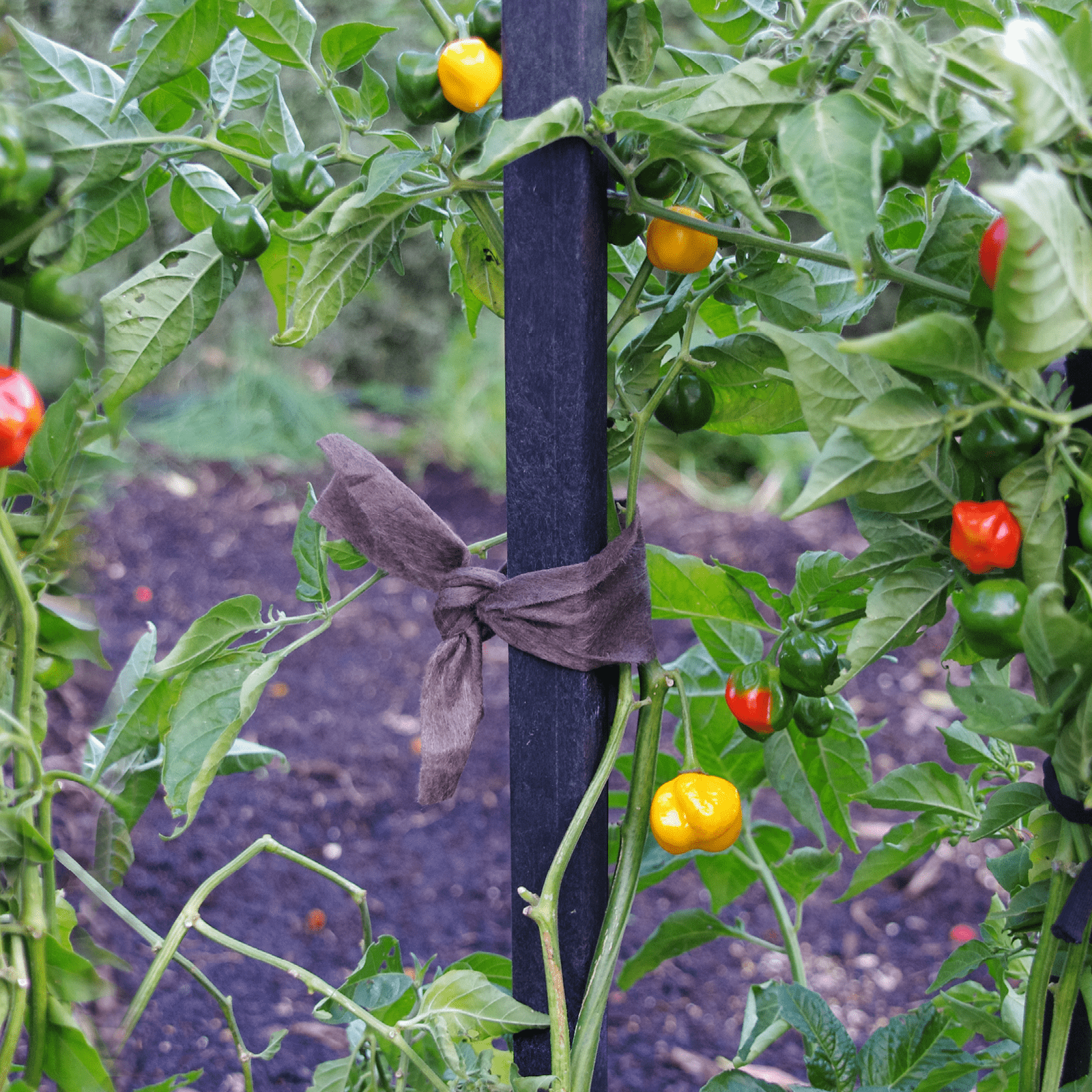 bunnings-6ab48d2809f23