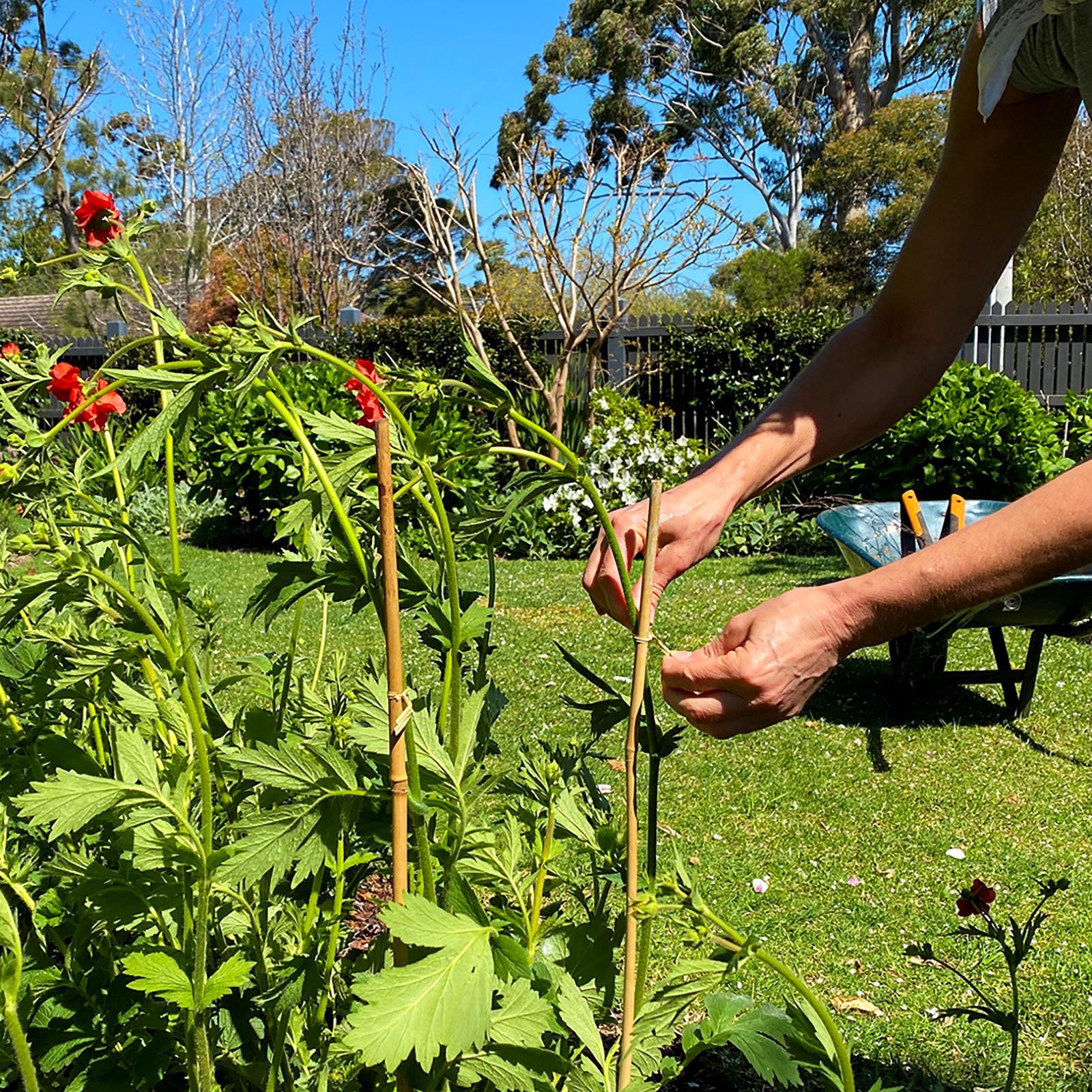 bunnings-6ab48fad207a9