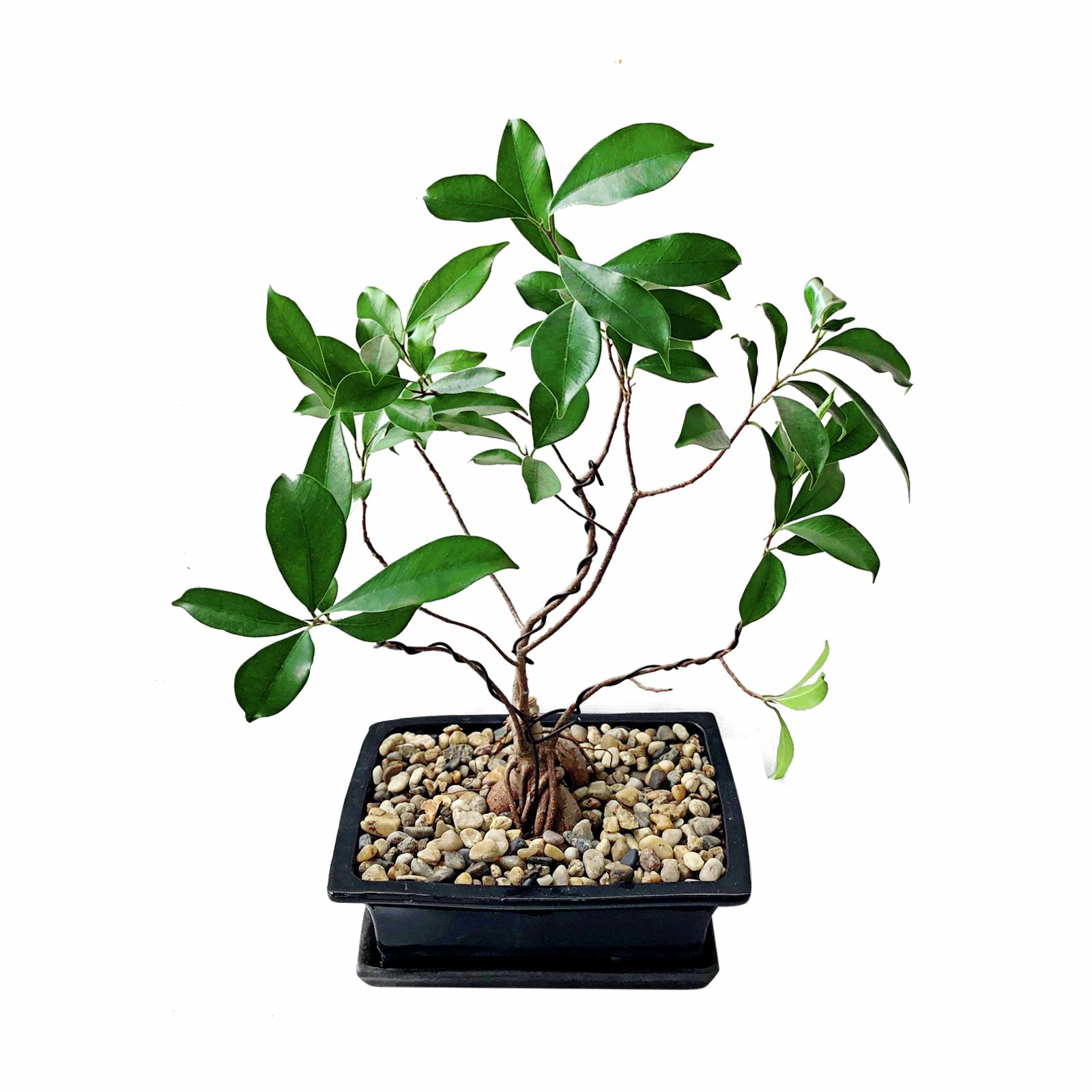 bunnings-6ab4913a52fa0