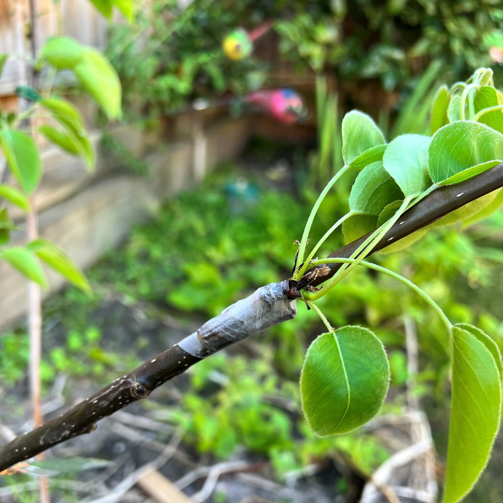 bunnings-6ab494c018ade