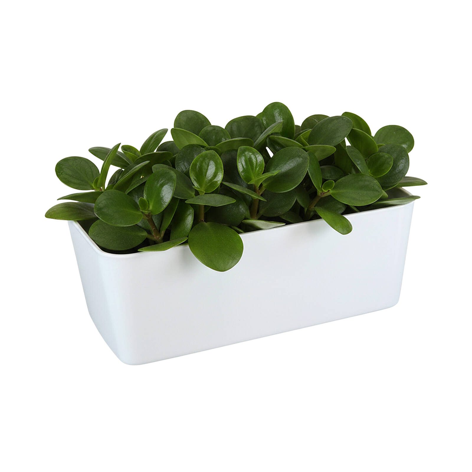 bunnings-6abe22b4c0981