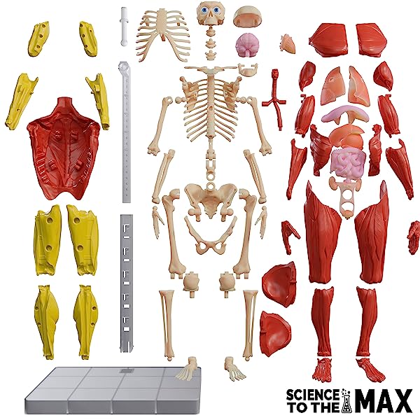 Science-to-The-Max-Interactive-Human-Body-Science-Kit-Learn-About-Skeletal-Muscular-and-Organ-Systems-Ages-8-B089793GZD-2