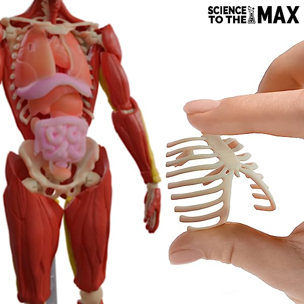 Science-to-The-Max-Interactive-Human-Body-Science-Kit-Learn-About-Skeletal-Muscular-and-Organ-Systems-Ages-8-B089793GZD-4